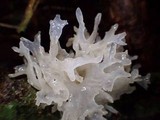Tremella fuciformis image