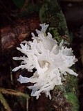 Tremella fuciformis image