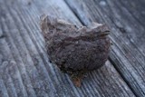 Calvatia cyathiformis image