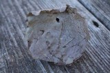 Calvatia cyathiformis image