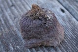 Calvatia cyathiformis image