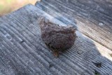 Calvatia cyathiformis image