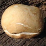 Leucopaxillus albissimus image