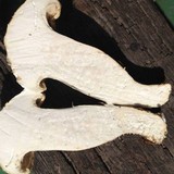 Leucopaxillus albissimus image