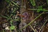 Laccaria amethystina image