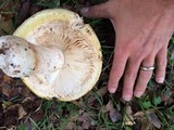 Amanita vernicoccora image