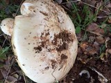 Amanita vernicoccora image