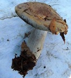 Lactarius blennius image