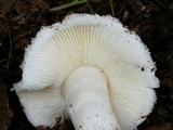 Leucoagaricus amanitoides image