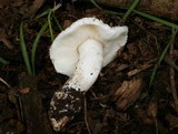Leucoagaricus amanitoides image