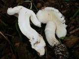 Leucoagaricus amanitoides image