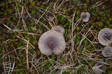 Lactarius hibbardae image