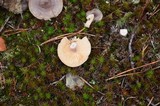 Lactarius hibbardae image