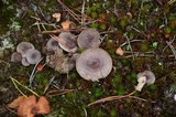 Lactarius hibbardae image