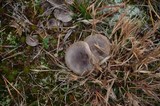 Lactarius hibbardae image