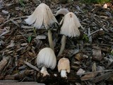 Coprinellus flocculosus image