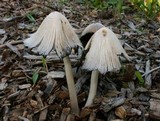 Coprinellus flocculosus image