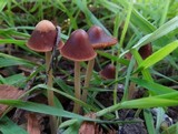 Psathyrella atrospora image