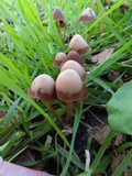 Psathyrella atrospora image