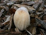 Coprinellus flocculosus image