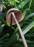 Psathyrella atrospora image
