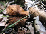 Coltricia cinnamomea image