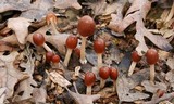 Psathyrella atrospora image