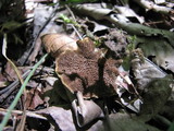Coltricia cinnamomea image
