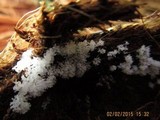 Ceratiomyxa fruticulosa var. fruticulosa image