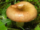 Russula risigallina image