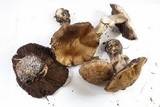 Agaricus fuscofibrillosus image