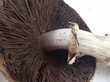Agaricus hondensis image