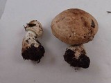 Agaricus hondensis image