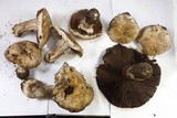 Agaricus pattersoniae image