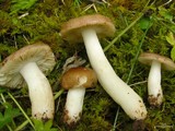 Russula risigallina image
