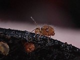 Trichoglossum hirsutum image