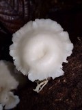 Lentinus concavus image