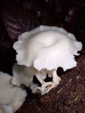 Lentinus concavus image
