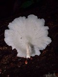 Lentinus concavus image