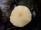 Marasmius cuatrecasasii image