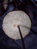 Marasmius cuatrecasasii image
