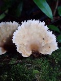Cymatoderma dendriticum image
