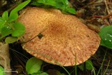 Suillus lakei image