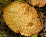 Suillus lakei image