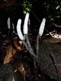 Xylaria comosoides image