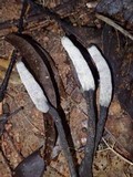 Xylaria comosoides image