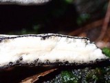Xylaria comosoides image