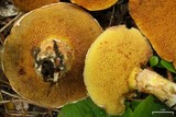 Suillus lakei image