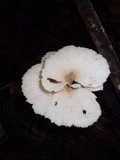 Image of Flabellophora parva