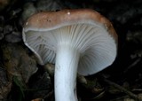 Hygrophorus roseobrunneus image